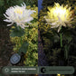 Waterproof Solar Powered Chrysanthemum Garden Stake Lights_9
